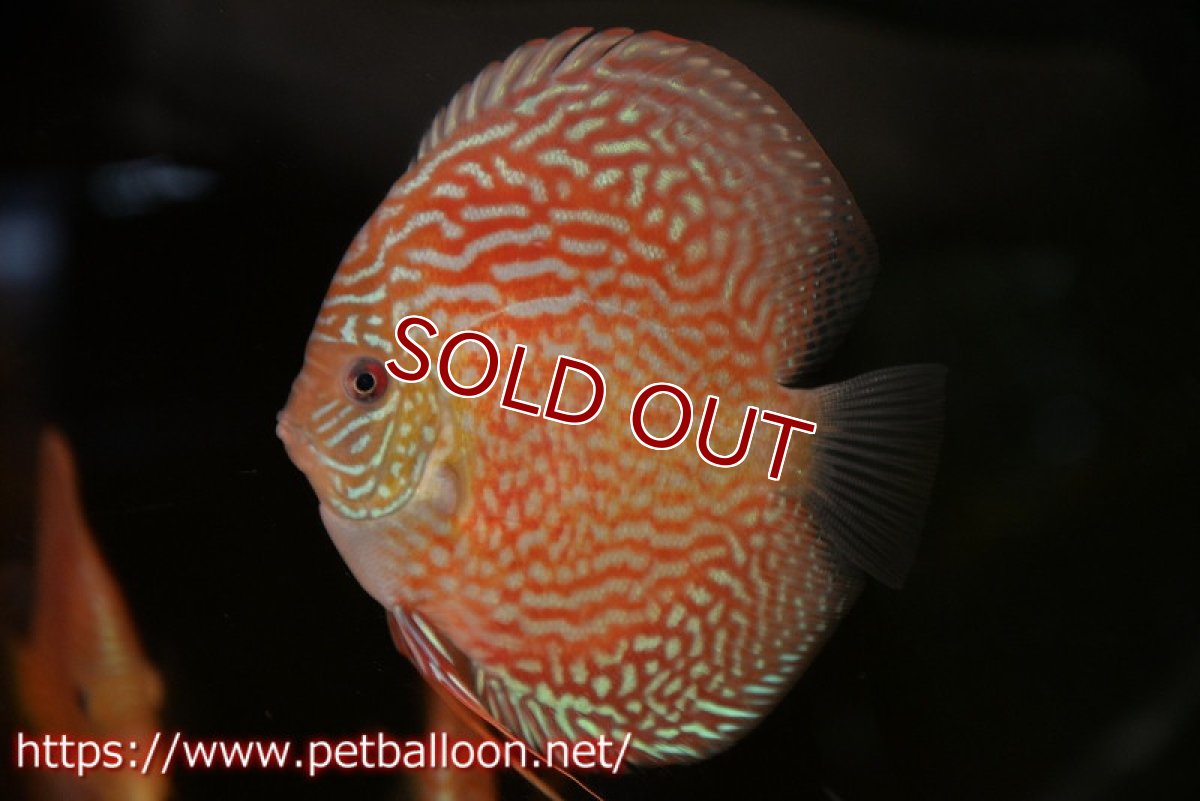 画像1: 【決算セール クーポンご利用で更に10％OFF対象商品】【ディスカス】【通販】アルタムレッドカーネーション（ハイフォーム）【個体販売】12cm（生体）マレーシア　NAディスカスファーム (1)