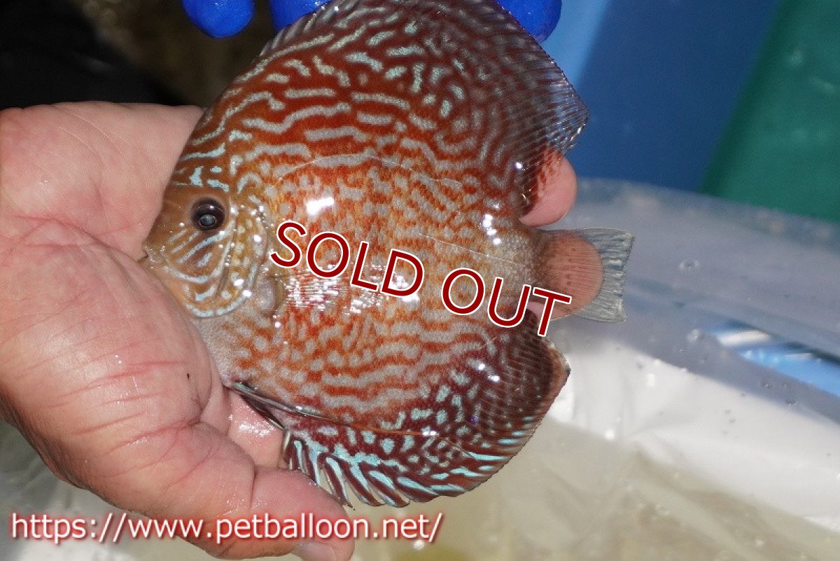 画像2: 【決算セール クーポンご利用で更に10％OFF対象商品】【ディスカス】【通販】アルタムレッドカーネーション（ハイフォーム）【個体販売】12cm（生体）マレーシア　NAディスカスファーム (2)