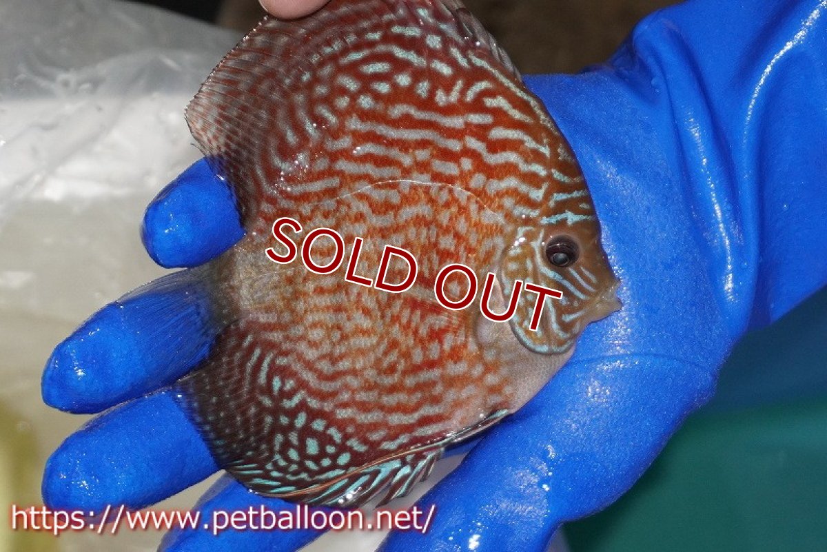 画像3: 【決算セール クーポンご利用で更に10％OFF対象商品】【ディスカス】【通販】アルタムレッドカーネーション（ハイフォーム）【個体販売】12cm（生体）マレーシア　NAディスカスファーム (3)