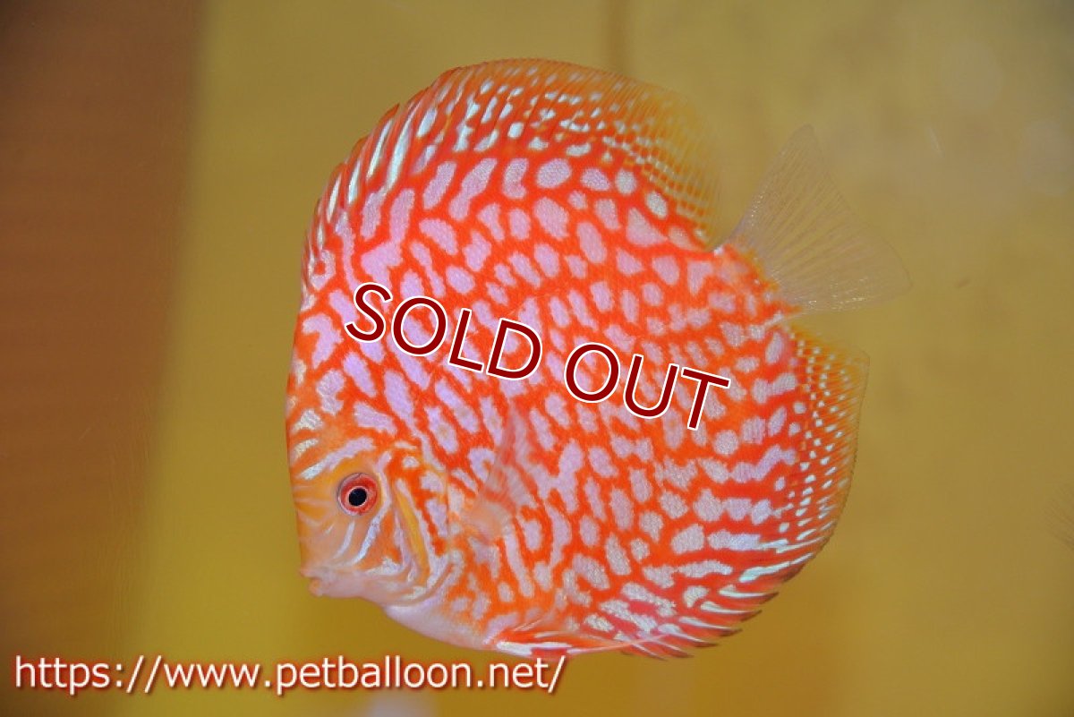 画像1: 【決算セール クーポンご利用で更に10％OFF対象商品】【ディスカス】【通販】スーパーレッドジャガー（ハイフォーム）【個体販売】10-11cm（生体）マレーシア　NAディスカスファーム (1)