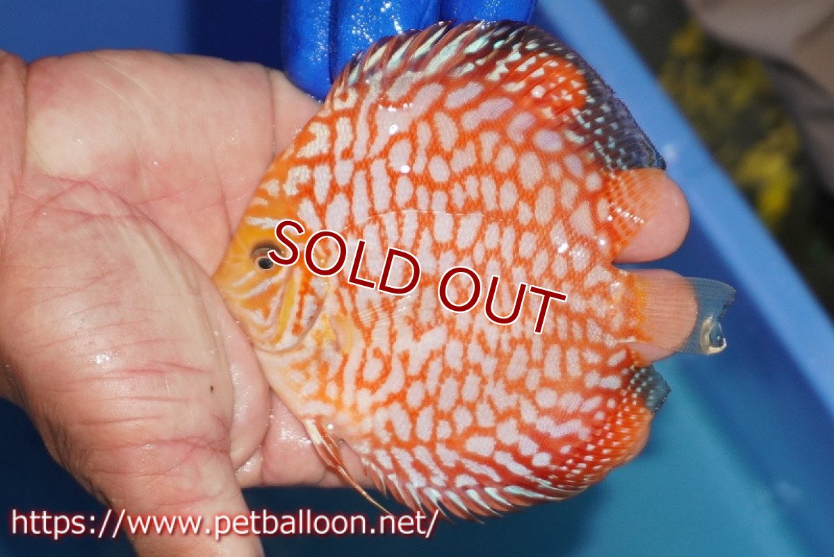 画像2: 【決算セール クーポンご利用で更に10％OFF対象商品】【ディスカス】【通販】スーパーレッドジャガー（ハイフォーム）【個体販売】10-11cm（生体）マレーシア　NAディスカスファーム (2)