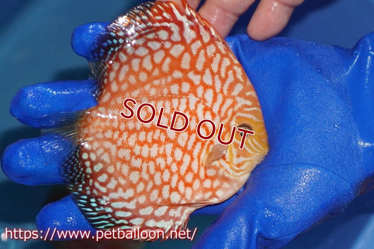 画像2: 【ディスカス】【通販】スーパーレッドジャガー（ハイフォーム）【個体販売】10-11cm（生体）マレーシア　NAディスカスファーム (2)