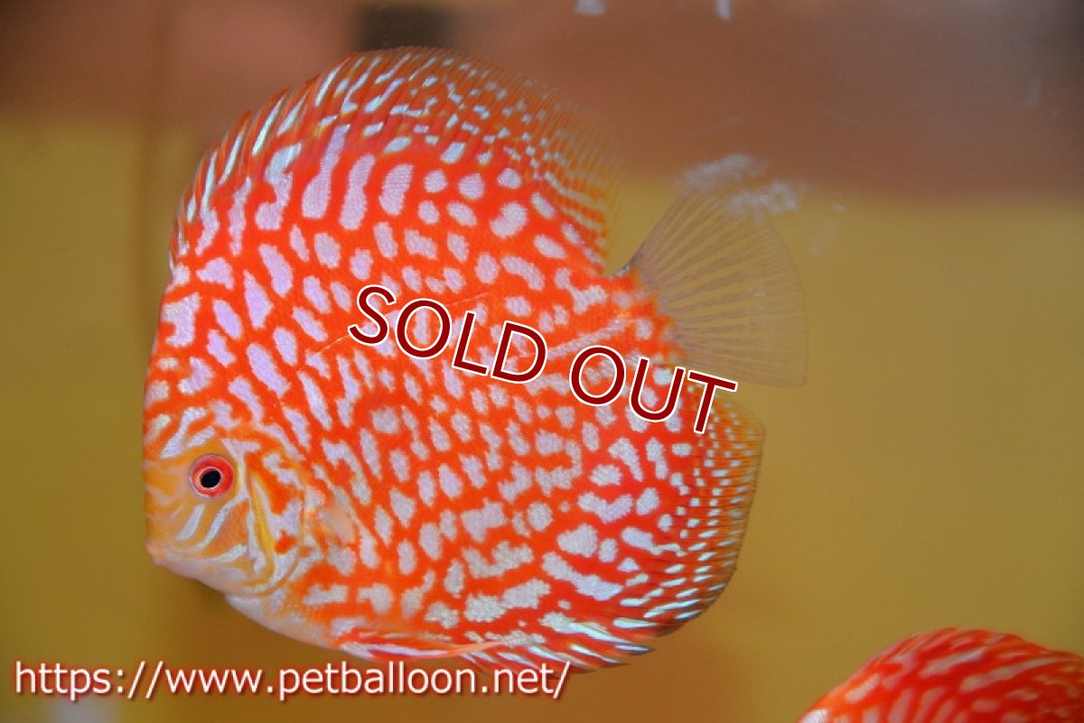 画像1: 【決算セール クーポンご利用で更に10％OFF対象商品】【ディスカス】【通販】スーパーレッドジャガー（ハイフォーム）【個体販売】10-11cm（生体）マレーシア　NAディスカスファーム (1)