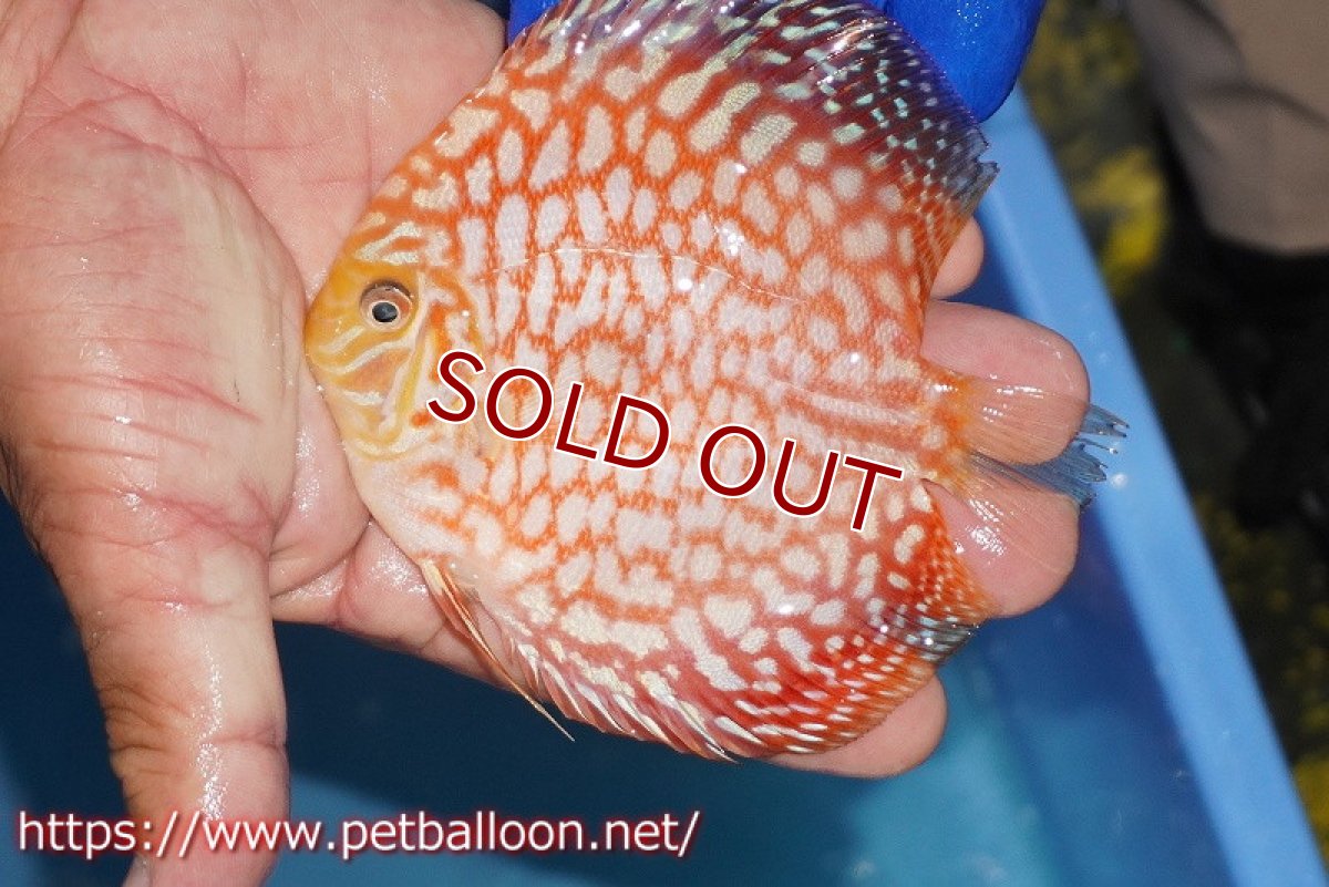 画像2: 【決算セール クーポンご利用で更に10％OFF対象商品】【ディスカス】【通販】スーパーレッドジャガー（ハイフォーム）【個体販売】10-11cm（生体）マレーシア　NAディスカスファーム (2)