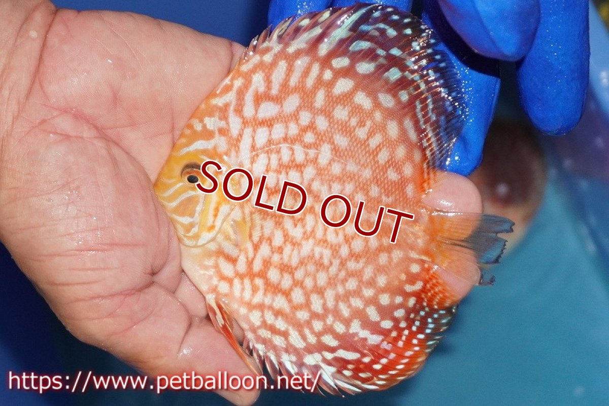 画像2: 【水槽スペース確保のため大特価】【ディスカス】【通販】スーパーレッドジャガー（ハイフォーム）【個体販売】10-11cm（生体）マレーシア　NAディスカスファーム (2)