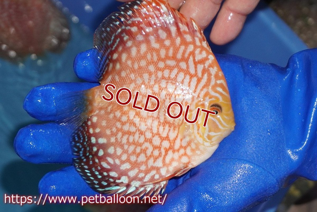 画像3: 【水槽スペース確保のため大特価】【ディスカス】【通販】スーパーレッドジャガー（ハイフォーム）【個体販売】10-11cm（生体）マレーシア　NAディスカスファーム (3)