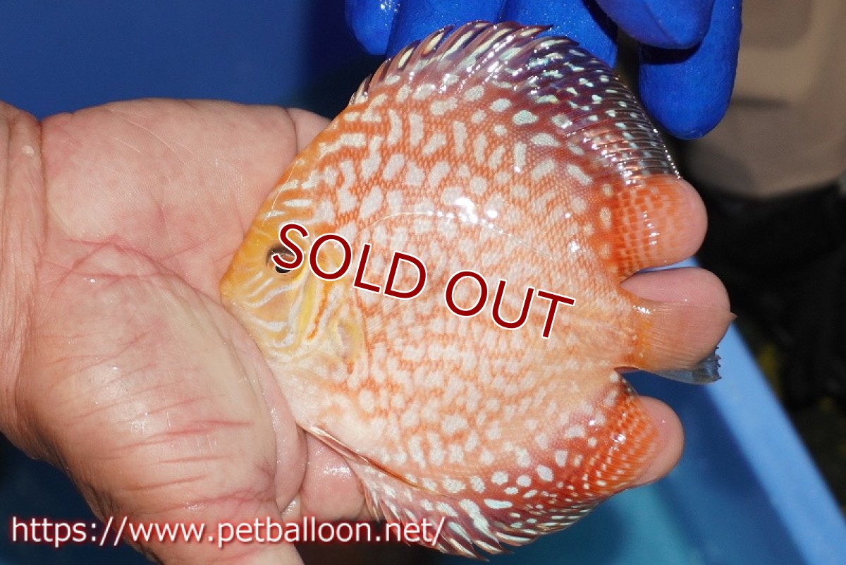 画像2: 【ウィンターセール クーポンご利用で更に10％OFF対象商品】【ディスカス】【通販】スーパーレッドジャガー（ハイフォーム）【個体販売】10-11cm（生体）マレーシア　NAディスカスファーム (2)