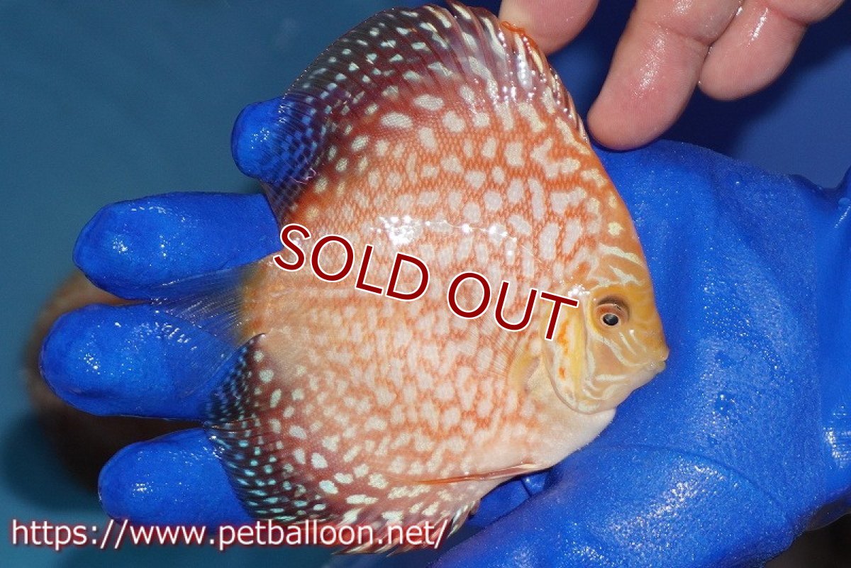 画像3: 【ウィンターセール クーポンご利用で更に10％OFF対象商品】【ディスカス】【通販】スーパーレッドジャガー（ハイフォーム）【個体販売】10-11cm（生体）マレーシア　NAディスカスファーム (3)