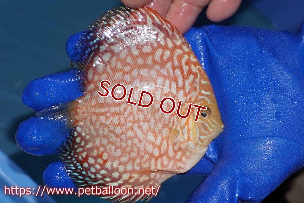 画像2: 【ディスカス】【通販】スーパーレッドジャガー（ハイフォーム）【個体販売】10-11cm（生体）マレーシア　NAディスカスファーム (2)