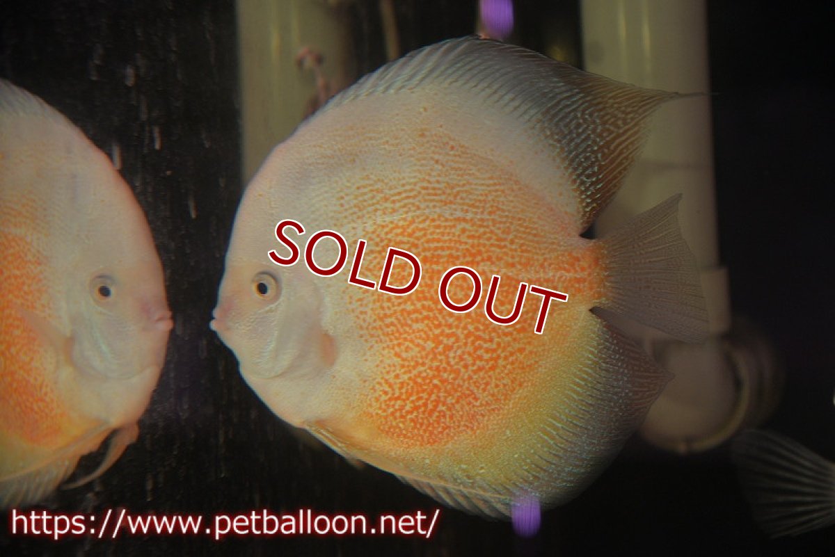 画像1: 【決算セール クーポンご利用で更に10％OFF対象商品】【ディスカス】【通販】バティックスノーレオパードスネーク（ハイフォーム）【個体販売】16cm （生体）マレーシア　KLディスカスファーム (1)