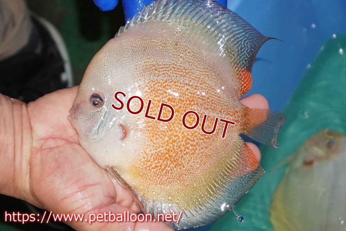 画像2: 【決算セール クーポンご利用で更に10％OFF対象商品】【ディスカス】【通販】バティックスノーレオパードスネーク（ハイフォーム）【個体販売】16cm （生体）マレーシア　KLディスカスファーム (2)