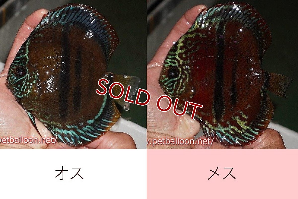 画像1: 【ディスカス】【通販】【超希少種　国産ブリード】ヘッケルクロスイサレッド【個体ペア販売】15cm（生体） (1)