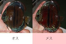 画像1: 【ディスカス】【通販】【超希少種　国産ブリード】ヘッケルクロスイサレッド【個体ペア販売】15cm（生体） (1)