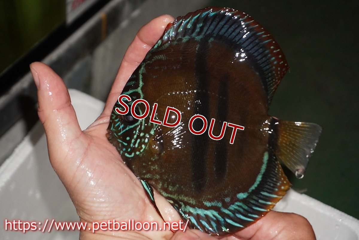 画像2: 【ディスカス】【通販】【超希少種　国産ブリード】ヘッケルクロスイサレッド【個体ペア販売】15cm（生体） (2)