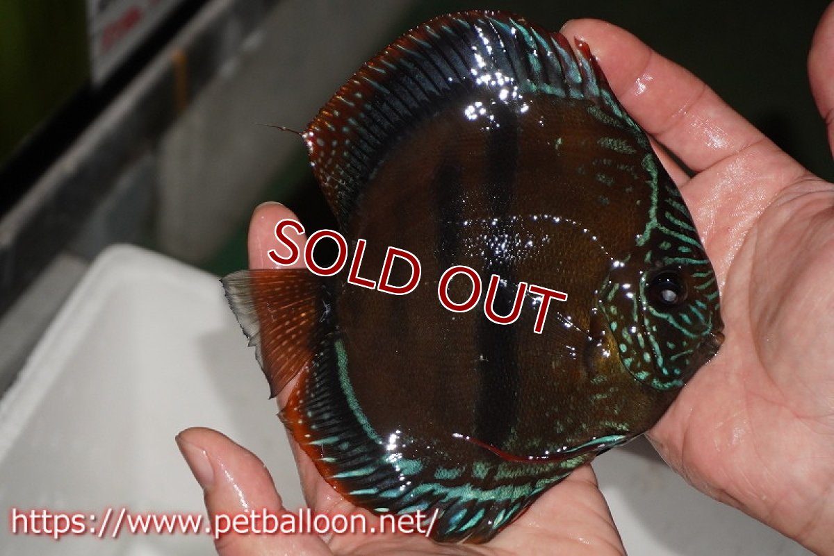 画像3: 【ディスカス】【通販】【超希少種　国産ブリード】ヘッケルクロスイサレッド【個体ペア販売】15cm（生体） (3)