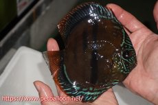 画像3: 【ディスカス】【通販】【超希少種　国産ブリード】ヘッケルクロスイサレッド【個体ペア販売】15cm（生体） (3)