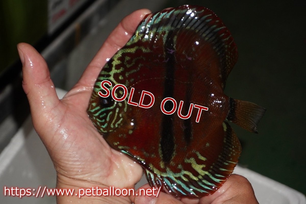 画像4: 【ディスカス】【通販】【超希少種　国産ブリード】ヘッケルクロスイサレッド【個体ペア販売】15cm（生体） (4)