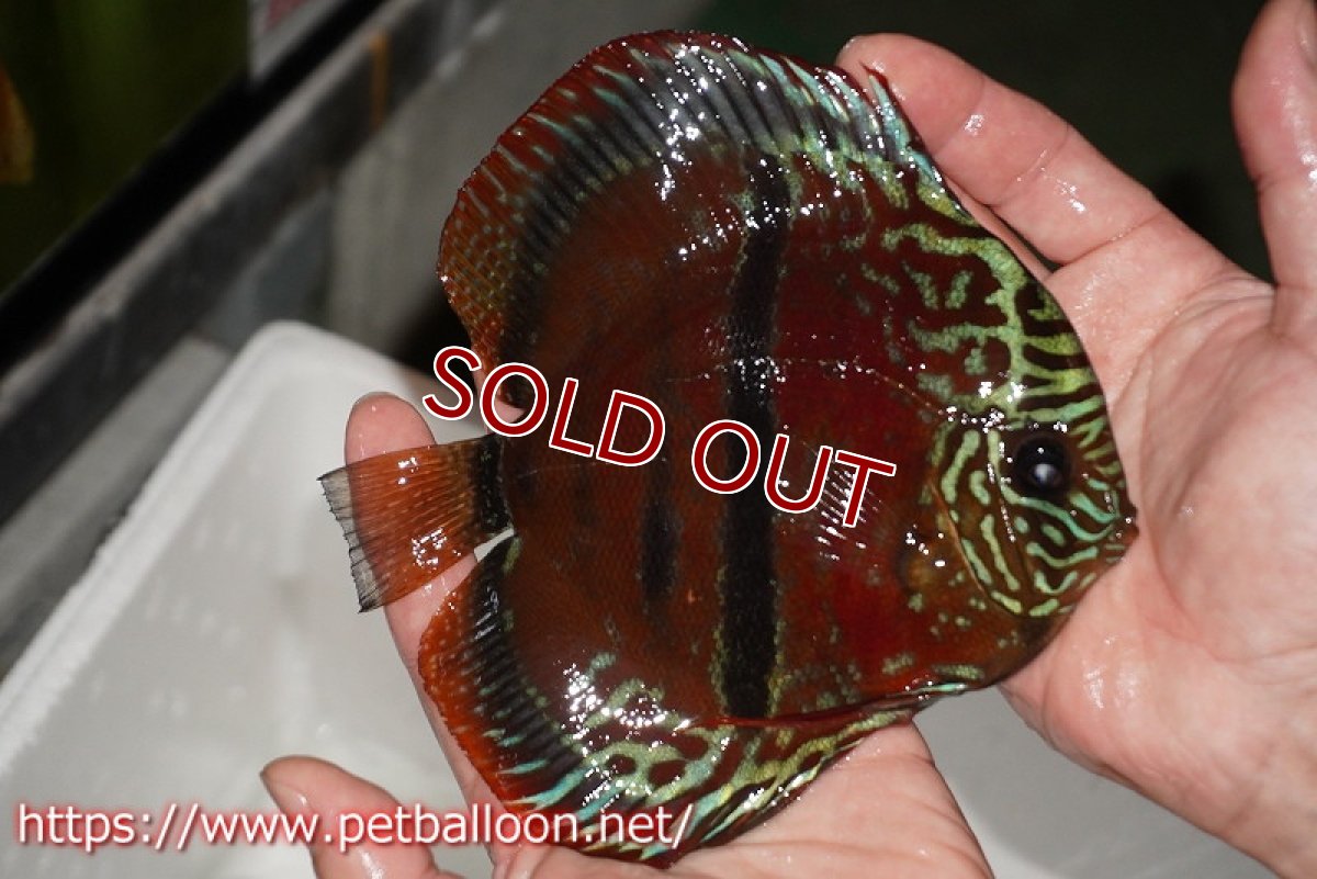 画像5: 【ディスカス】【通販】【超希少種　国産ブリード】ヘッケルクロスイサレッド【個体ペア販売】15cm（生体） (5)