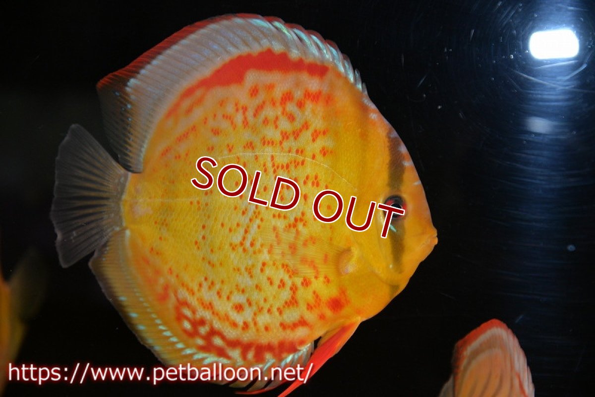 画像1: 【ディスカス】【通販】【超希少種 国産ブリード】ジャパニーズタンジェリンドリーム アッパーテフェロイヤルグリーン(wild ♂)×ラーゴパラコニブラッドレッドF2(breed ♀)  ブリーディングストック 【個体販売】16-17cm(生体)(籠谷氏ブリード個体) (1)