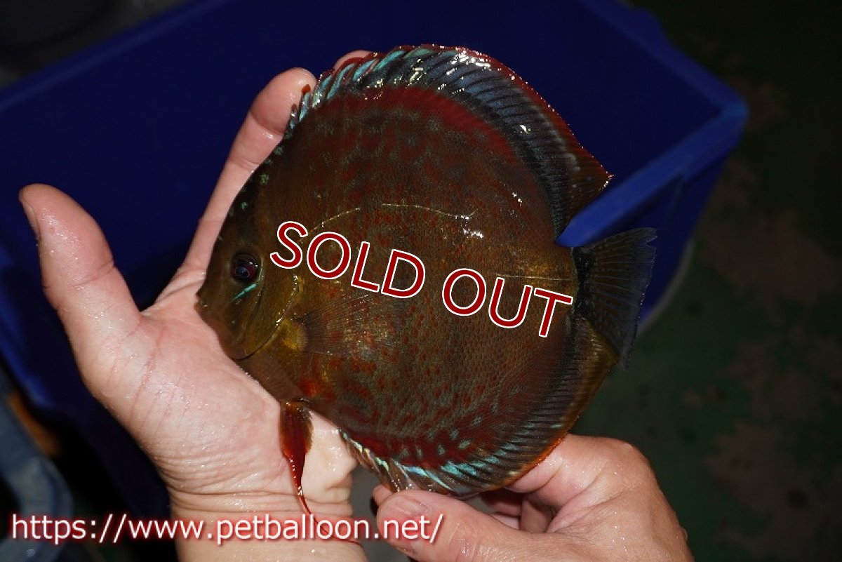 画像2: 【ディスカス】【通販】【超希少種 国産ブリード】ジャパニーズタンジェリンドリーム アッパーテフェロイヤルグリーン(wild ♂)×ラーゴパラコニブラッドレッドF2(breed ♀)  ブリーディングストック 【個体販売】16-17cm(生体)(籠谷氏ブリード個体) (2)