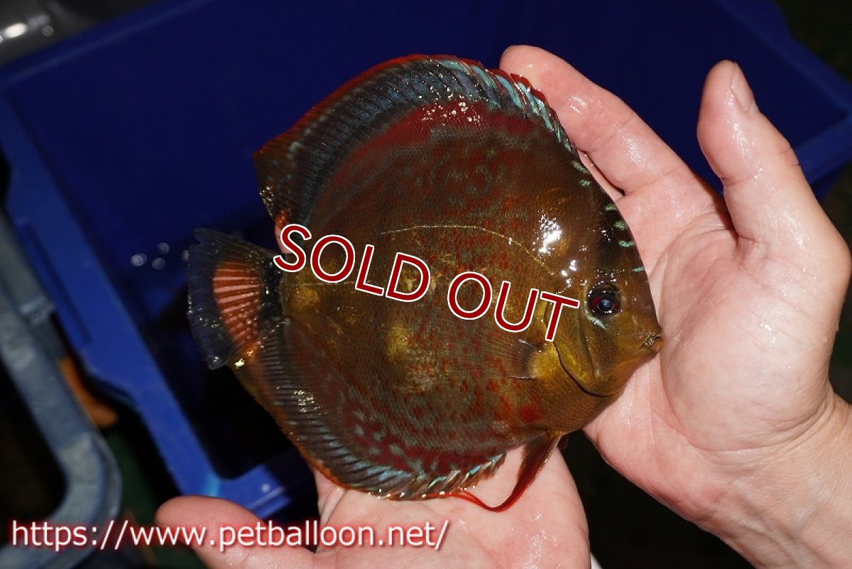 画像3: 【ディスカス】【通販】【超希少種 国産ブリード】ジャパニーズタンジェリンドリーム アッパーテフェロイヤルグリーン(wild ♂)×ラーゴパラコニブラッドレッドF2(breed ♀)  ブリーディングストック 【個体販売】16-17cm(生体)(籠谷氏ブリード個体) (3)