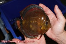 画像3: 【ディスカス】【通販】【超希少種 国産ブリード】ジャパニーズタンジェリンドリーム アッパーテフェロイヤルグリーン(wild ♂)×ラーゴパラコニブラッドレッドF2(breed ♀)  ブリーディングストック 【個体販売】16-17cm(生体)(籠谷氏ブリード個体) (3)