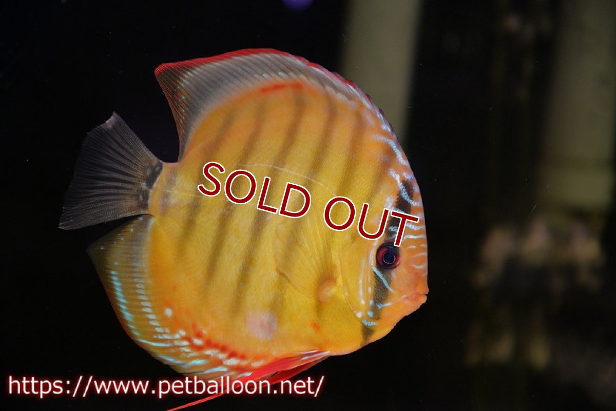 画像1: 【ディスカス】【通販】【超希少種 国産ブリード】ジャパニーズタンジェリンドリーム アッパーテフェロイヤルグリーン(wild ♂)×ラーゴパラコニブラッドレッドF2(breed ♀)【個体販売】13cm(生体)(籠谷氏ブリード個体) (1)