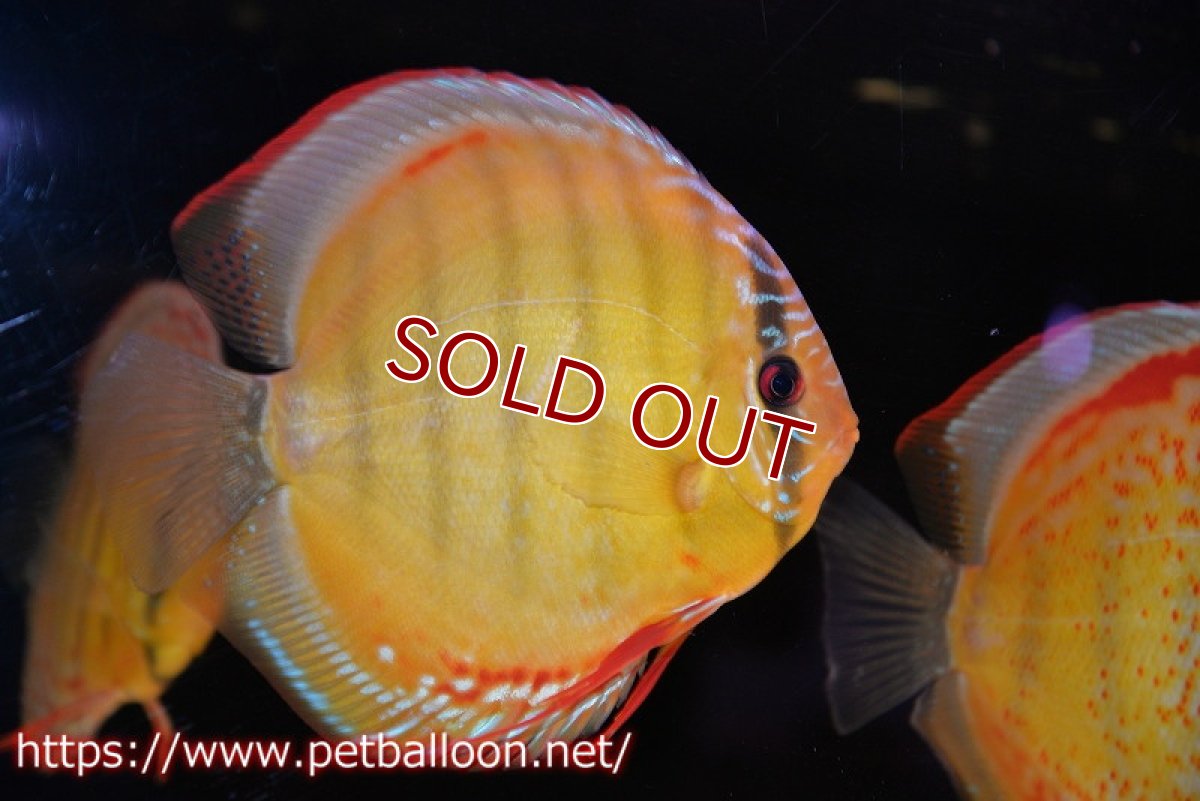 画像2: 【ディスカス】【通販】【超希少種 国産ブリード】ジャパニーズタンジェリンドリーム アッパーテフェロイヤルグリーン(wild ♂)×ラーゴパラコニブラッドレッドF2(breed ♀)【個体販売】13cm(生体)(籠谷氏ブリード個体) (2)