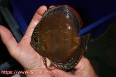 画像3: 【ディスカス】【通販】【超希少種 国産ブリード】ジャパニーズタンジェリンドリーム アッパーテフェロイヤルグリーン(wild ♂)×ラーゴパラコニブラッドレッドF2(breed ♀)【個体販売】13cm(生体)(籠谷氏ブリード個体) (3)