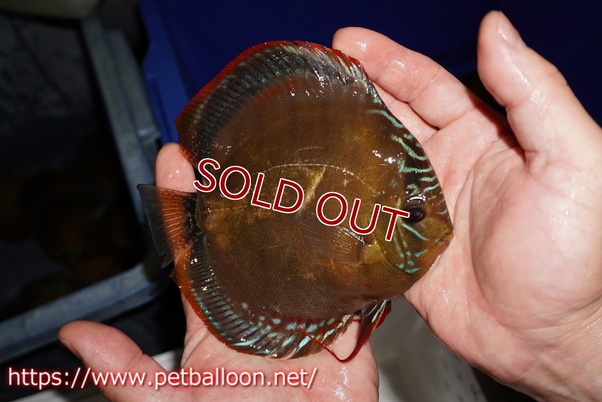 画像4: 【ディスカス】【通販】【超希少種 国産ブリード】ジャパニーズタンジェリンドリーム アッパーテフェロイヤルグリーン(wild ♂)×ラーゴパラコニブラッドレッドF2(breed ♀)【個体販売】13cm(生体)(籠谷氏ブリード個体) (4)