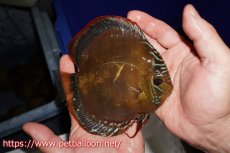 画像4: 【ディスカス】【通販】【超希少種 国産ブリード】ジャパニーズタンジェリンドリーム アッパーテフェロイヤルグリーン(wild ♂)×ラーゴパラコニブラッドレッドF2(breed ♀)【個体販売】13cm(生体)(籠谷氏ブリード個体) (4)