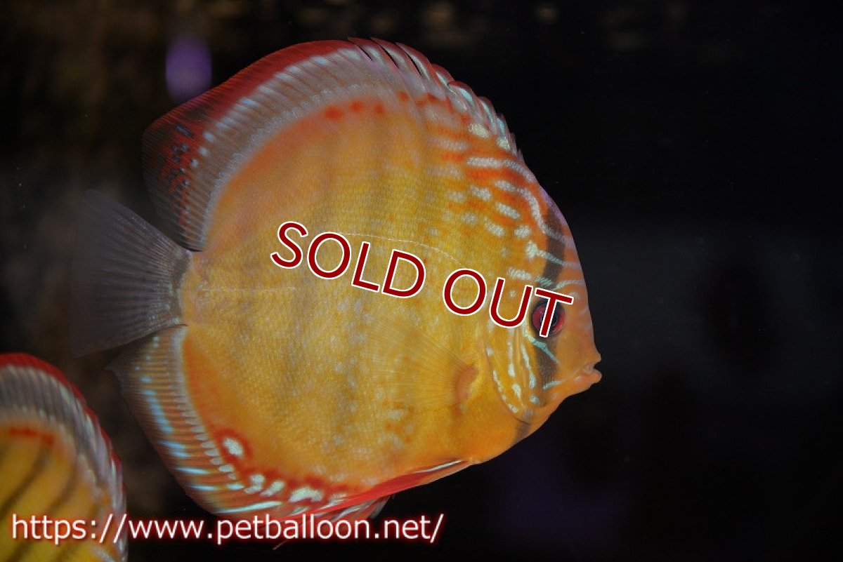 画像1: 【ディスカス】【通販】【超希少種 国産ブリード】ジャパニーズタンジェリンドリーム アッパーテフェロイヤルグリーン(wild ♂)×ラーゴパラコニブラッドレッドF2(breed ♀)【個体販売】13cm(生体)(籠谷氏ブリード個体) (1)