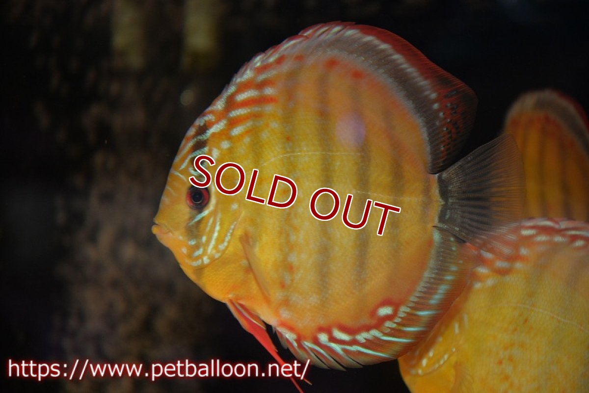 画像2: 【ディスカス】【通販】【超希少種 国産ブリード】ジャパニーズタンジェリンドリーム アッパーテフェロイヤルグリーン(wild ♂)×ラーゴパラコニブラッドレッドF2(breed ♀)【個体販売】13cm(生体)(籠谷氏ブリード個体) (2)