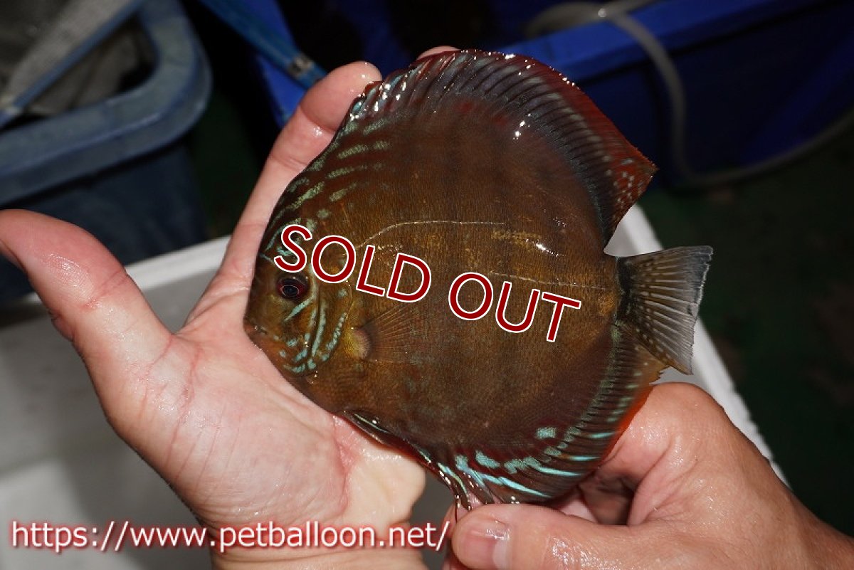 画像3: 【ディスカス】【通販】【超希少種 国産ブリード】ジャパニーズタンジェリンドリーム アッパーテフェロイヤルグリーン(wild ♂)×ラーゴパラコニブラッドレッドF2(breed ♀)【個体販売】13cm(生体)(籠谷氏ブリード個体) (3)