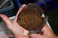 画像3: 【ディスカス】【通販】【超希少種 国産ブリード】ジャパニーズタンジェリンドリーム アッパーテフェロイヤルグリーン(wild ♂)×ラーゴパラコニブラッドレッドF2(breed ♀)【個体販売】13cm(生体)(籠谷氏ブリード個体) (3)