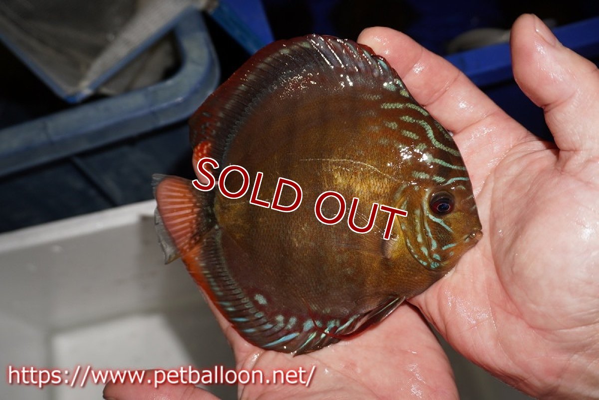 画像4: 【ディスカス】【通販】【超希少種 国産ブリード】ジャパニーズタンジェリンドリーム アッパーテフェロイヤルグリーン(wild ♂)×ラーゴパラコニブラッドレッドF2(breed ♀)【個体販売】13cm(生体)(籠谷氏ブリード個体) (4)