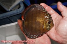 画像4: 【ディスカス】【通販】【超希少種 国産ブリード】ジャパニーズタンジェリンドリーム アッパーテフェロイヤルグリーン(wild ♂)×ラーゴパラコニブラッドレッドF2(breed ♀)【個体販売】13cm(生体)(籠谷氏ブリード個体) (4)