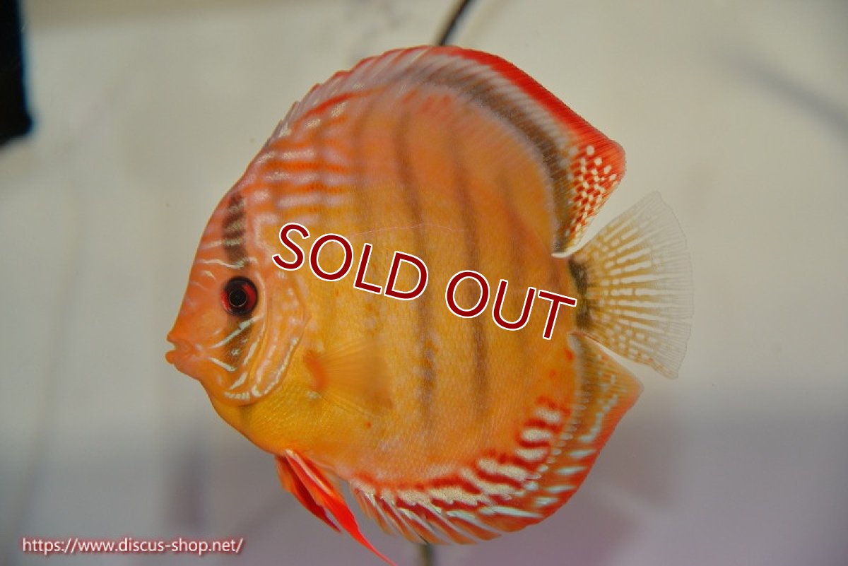 画像1: 【ディスカス】【通販】【超希少種　国産ブリード】ジャパニーズタンジェリンドリーム　アッパーテフェロイヤルグリーン(wild ♂)×ラーゴパラコニブラッドレッドF2(breed ♀)【個体販売】13cm（生体）（籠谷氏ブリード個体） (1)