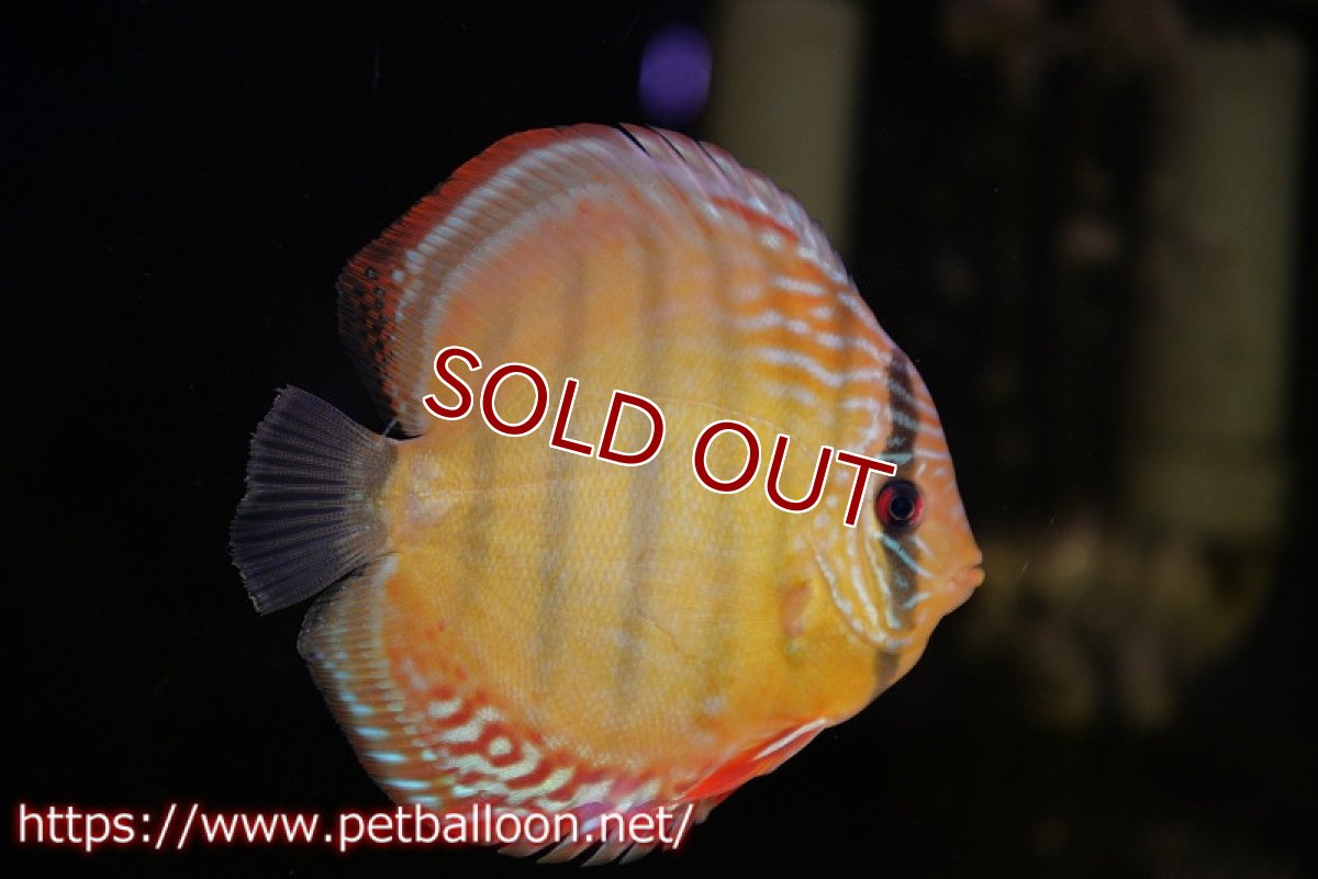 画像2: 【ディスカス】【通販】【超希少種　国産ブリード】ジャパニーズタンジェリンドリーム　アッパーテフェロイヤルグリーン(wild ♂)×ラーゴパラコニブラッドレッドF2(breed ♀)【個体販売】13cm（生体）（籠谷氏ブリード個体） (2)