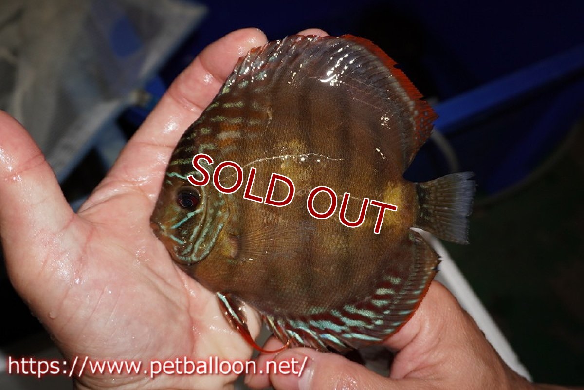 画像3: 【ディスカス】【通販】【超希少種　国産ブリード】ジャパニーズタンジェリンドリーム　アッパーテフェロイヤルグリーン(wild ♂)×ラーゴパラコニブラッドレッドF2(breed ♀)【個体販売】13cm（生体）（籠谷氏ブリード個体） (3)