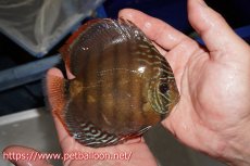 画像3: 【ディスカス】【通販】【超希少種 国産ブリード】ジャパニーズタンジェリンドリーム アッパーテフェロイヤルグリーン(wild ♂)×ラーゴパラコニブラッドレッドF2(breed ♀)【個体販売】13cm(生体)(籠谷氏ブリード個体) (3)