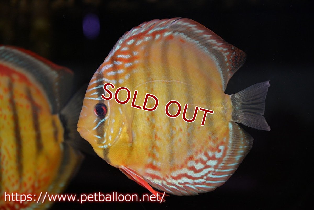 画像1: 【決算セール クーポンご利用で更に10％OFF対象商品】【ディスカス】【通販】【超希少種　国産ブリード】ジャパニーズタンジェリンドリーム　アッパーテフェロイヤルグリーン(wild ♂)×ラーゴパラコニブラッドレッドF2(breed ♀)【個体販売】13cm（生体）（籠谷氏ブリード個体） (1)