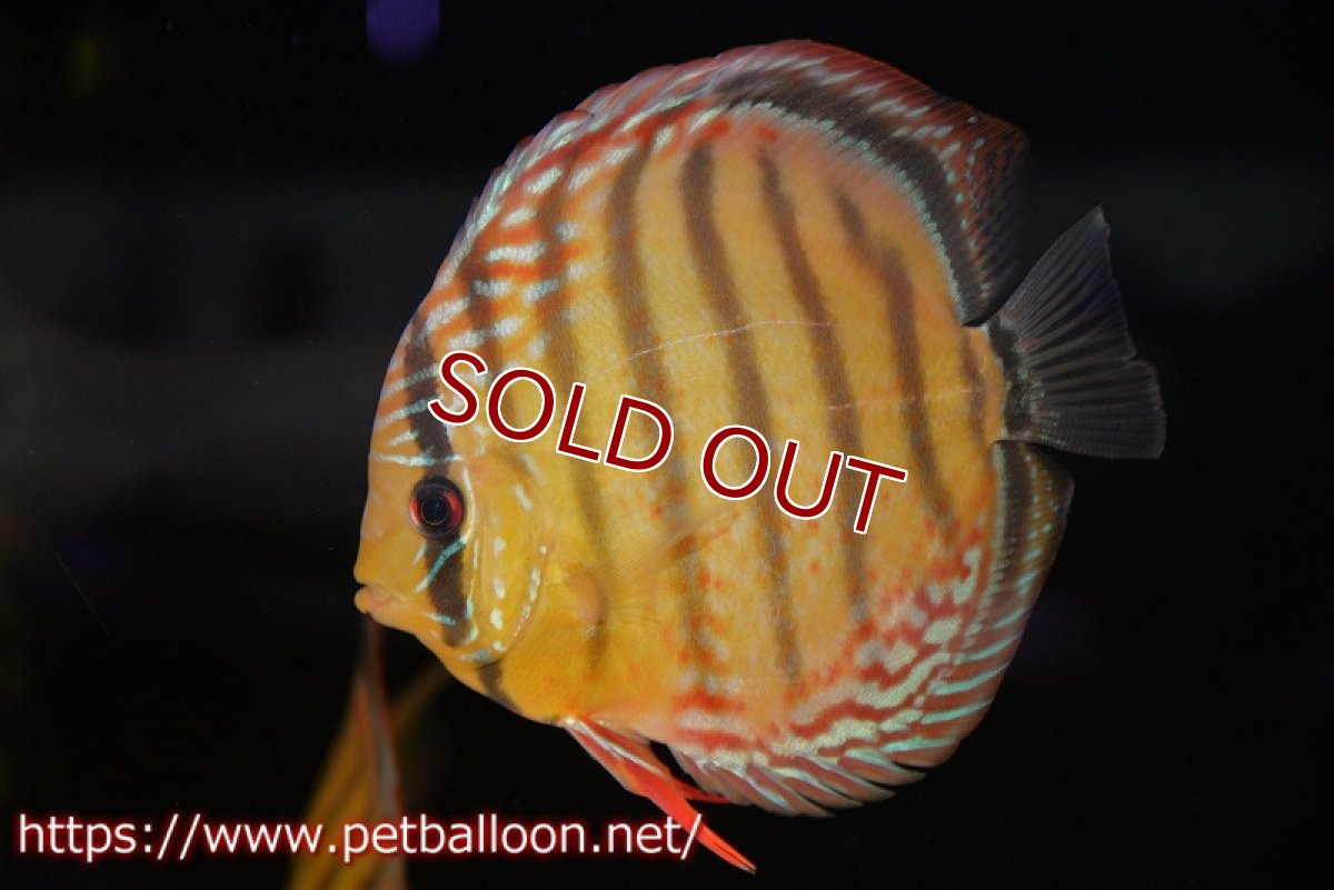 画像2: 【決算セール クーポンご利用で更に10％OFF対象商品】【ディスカス】【通販】【超希少種　国産ブリード】ジャパニーズタンジェリンドリーム　アッパーテフェロイヤルグリーン(wild ♂)×ラーゴパラコニブラッドレッドF2(breed ♀)【個体販売】13cm（生体）（籠谷氏ブリード個体） (2)