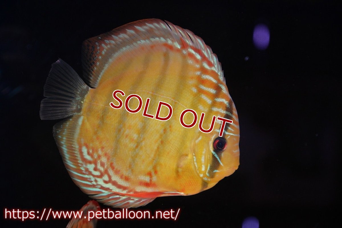 画像3: 【決算セール クーポンご利用で更に10％OFF対象商品】【ディスカス】【通販】【超希少種　国産ブリード】ジャパニーズタンジェリンドリーム　アッパーテフェロイヤルグリーン(wild ♂)×ラーゴパラコニブラッドレッドF2(breed ♀)【個体販売】13cm（生体）（籠谷氏ブリード個体） (3)