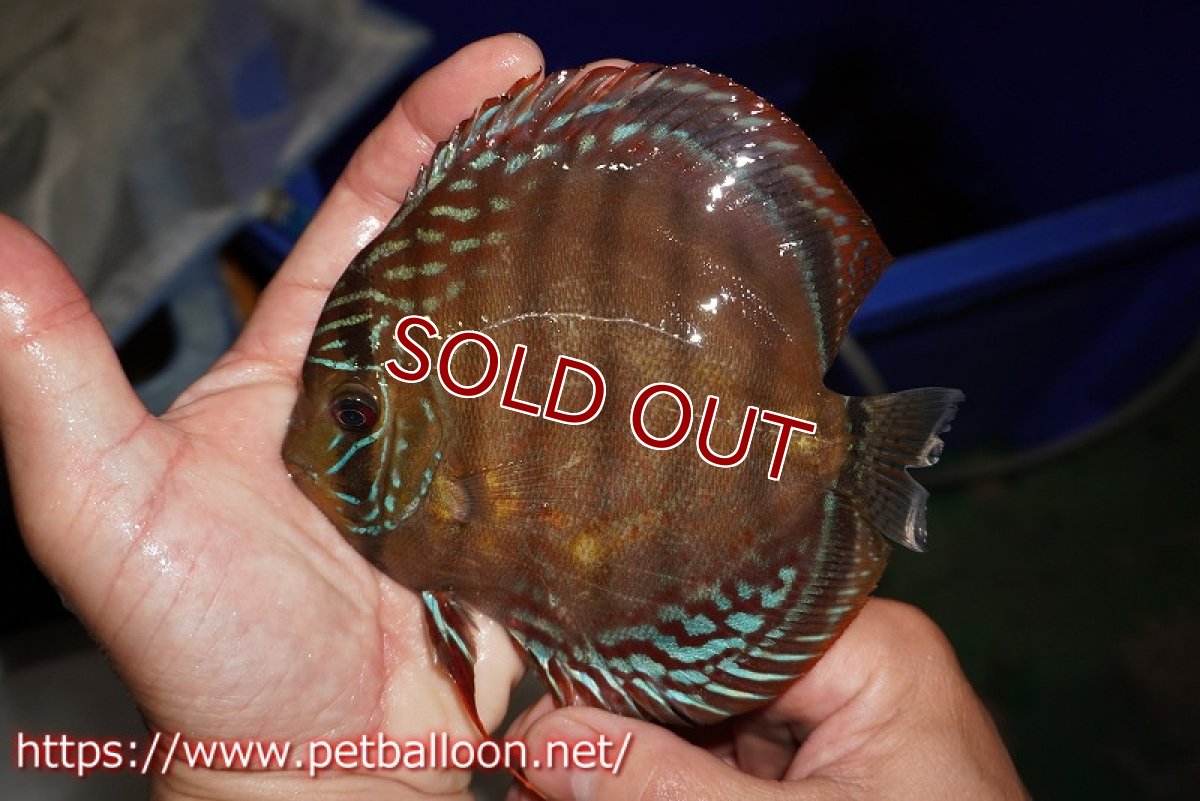 画像4: 【決算セール クーポンご利用で更に10％OFF対象商品】【ディスカス】【通販】【超希少種　国産ブリード】ジャパニーズタンジェリンドリーム　アッパーテフェロイヤルグリーン(wild ♂)×ラーゴパラコニブラッドレッドF2(breed ♀)【個体販売】13cm（生体）（籠谷氏ブリード個体） (4)