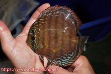 画像4: 【ディスカス】【通販】【超希少種 国産ブリード】ジャパニーズタンジェリンドリーム アッパーテフェロイヤルグリーン(wild ♂)×ラーゴパラコニブラッドレッドF2(breed ♀)【個体販売】13cm(生体)(籠谷氏ブリード個体) (4)