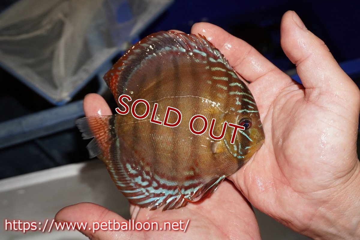 画像5: 【決算セール クーポンご利用で更に10％OFF対象商品】【ディスカス】【通販】【超希少種　国産ブリード】ジャパニーズタンジェリンドリーム　アッパーテフェロイヤルグリーン(wild ♂)×ラーゴパラコニブラッドレッドF2(breed ♀)【個体販売】13cm（生体）（籠谷氏ブリード個体） (5)