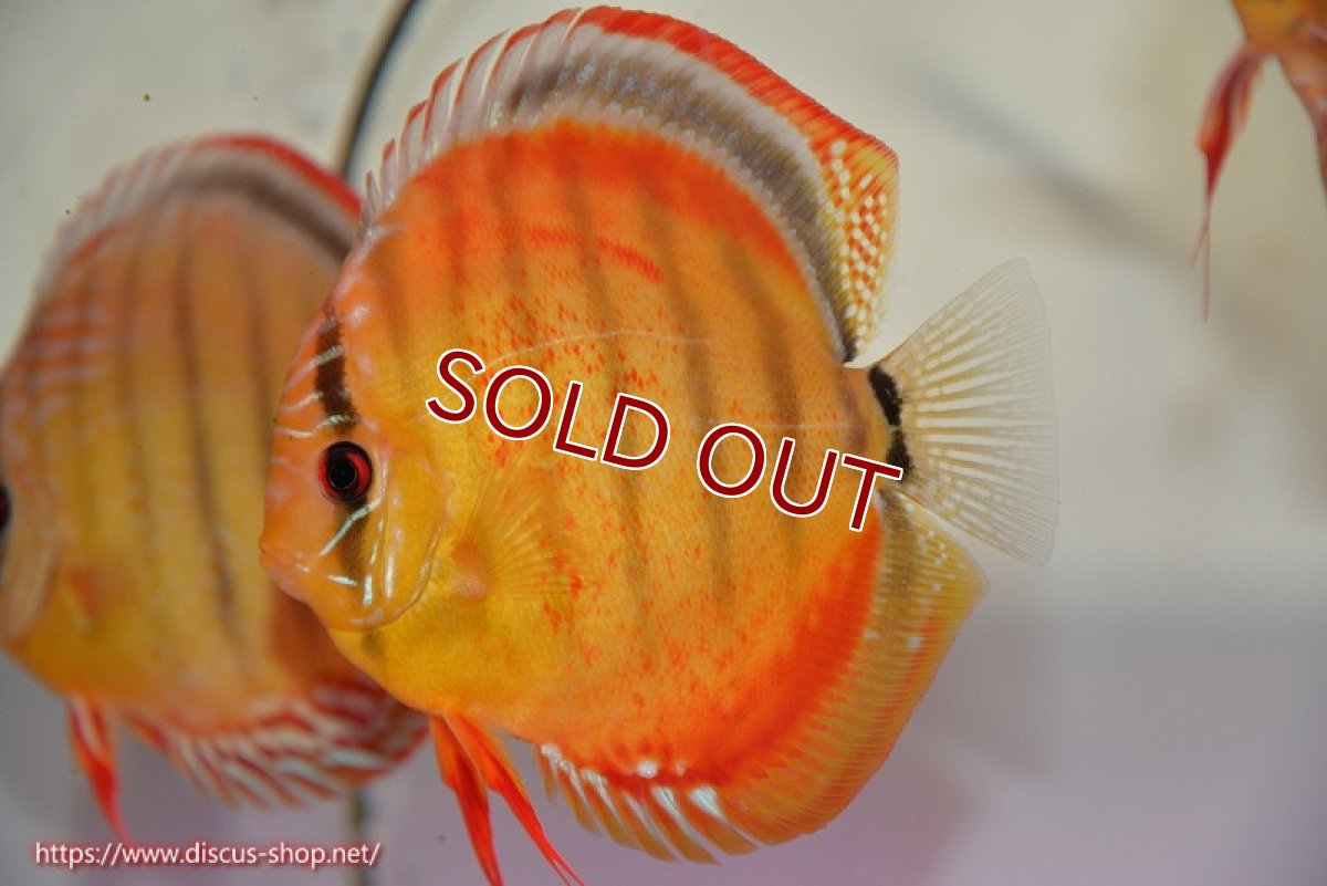 画像1: 【ウィンターセール クーポンご利用で更に10％OFF対象商品】【ディスカス】【通販】【超希少種　国産ブリード】ジャパニーズタンジェリンドリーム　アッパーテフェロイヤルグリーン(wild ♂)×ラーゴパラコニブラッドレッドF2(breed ♀)【個体販売】13cm（生体）（籠谷氏ブリード個体） (1)