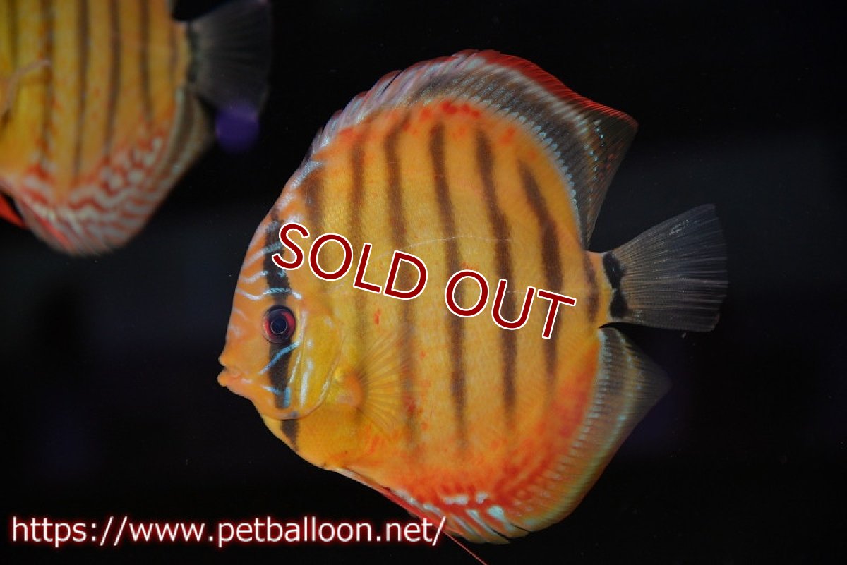 画像2: 【ウィンターセール クーポンご利用で更に10％OFF対象商品】【ディスカス】【通販】【超希少種　国産ブリード】ジャパニーズタンジェリンドリーム　アッパーテフェロイヤルグリーン(wild ♂)×ラーゴパラコニブラッドレッドF2(breed ♀)【個体販売】13cm（生体）（籠谷氏ブリード個体） (2)