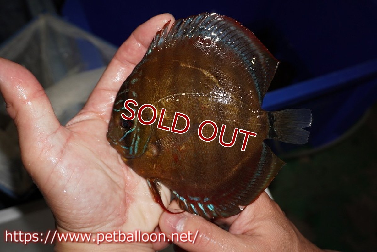 画像3: 【ウィンターセール クーポンご利用で更に10％OFF対象商品】【ディスカス】【通販】【超希少種　国産ブリード】ジャパニーズタンジェリンドリーム　アッパーテフェロイヤルグリーン(wild ♂)×ラーゴパラコニブラッドレッドF2(breed ♀)【個体販売】13cm（生体）（籠谷氏ブリード個体） (3)